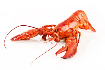 Lobster
