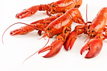 Lobster
