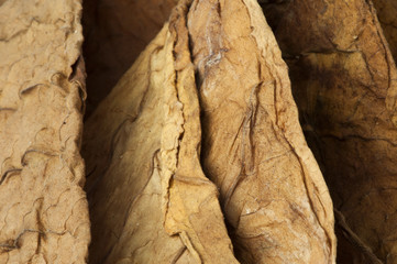 Dried tobacco leaves
