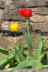 Rote Tulpen