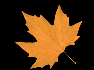 brown maple leaf over black