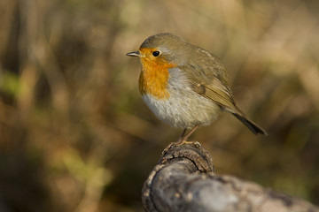 rouge gorge