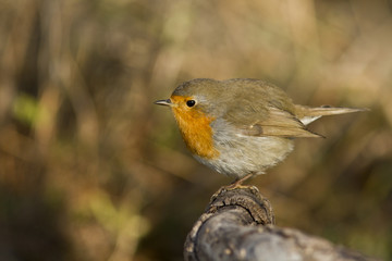 rouge gorge