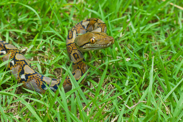 snake