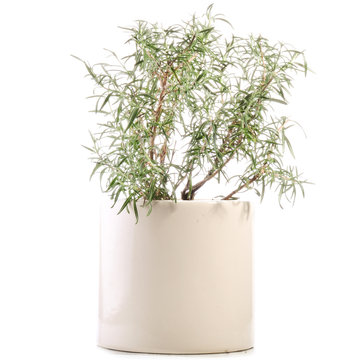 fresh rosemary isolated on white  in pot