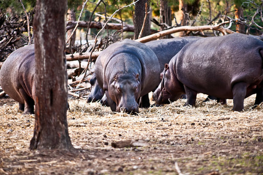 Hippo  .