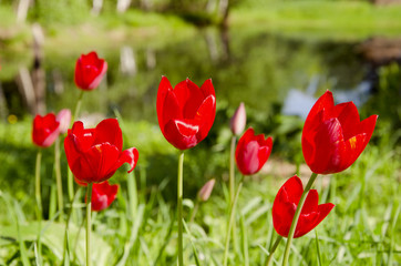 Red tulips in spring. Garden floral backdrop.