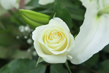 rose blanche