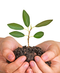 sapling in hands