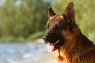 German shepherd by the water