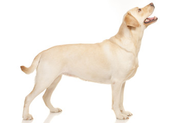 Labrador Retriever isolated on a white background - obrazy, fototapety, plakaty