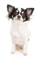 Chihuahua on the white background in the studio