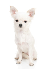 Chihuahua on the white background in the studio