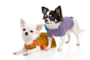 Two Chihuahua dogs in clothing