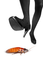 A high heel about to step on a cockroach