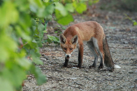 Renard roux