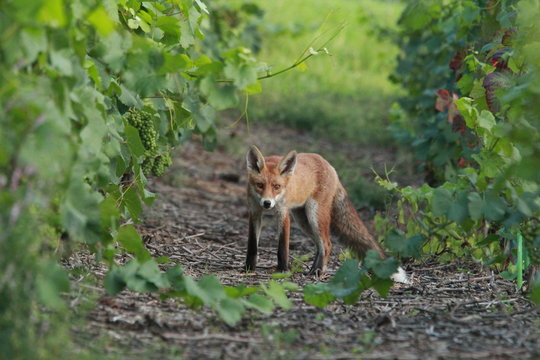 Fototapeta Renard roux dans les vignes