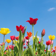 Endlich Frühling, Tulpen, Frühlingstag