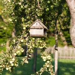 Countryside scene: bird table/feeder suspended from a tree