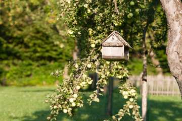 Countryside scene: bird table/feeder suspended from a tree