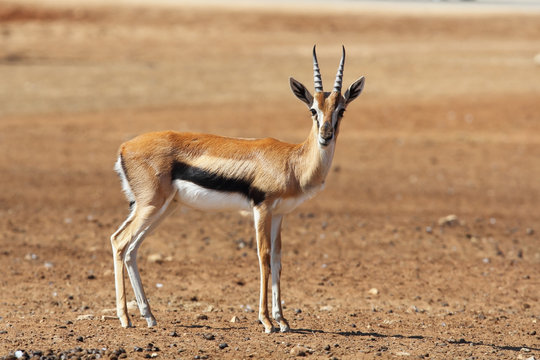 A graceful Gazelle Thomson with striped horns