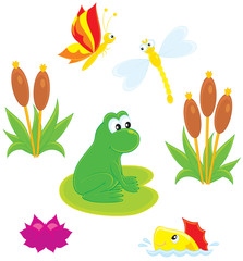 frog, dragonfly, butterfly, fish, water lily and cane