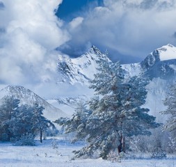 winter forest in a mountain valley