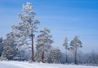 winter pine forest