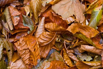 dry autumn leaves background