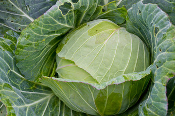 Cabbage