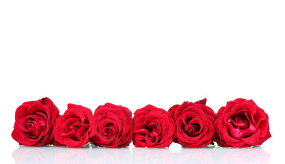 Beautiful red roses isolated on white