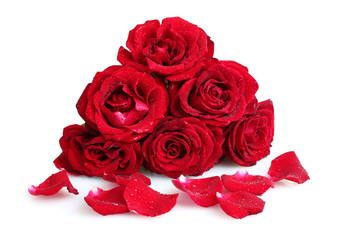 beautiful red roses and petals isolated on white