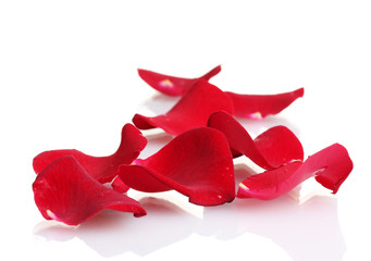 beautiful petals of red roses isolated on white