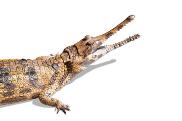 Crocodile on white background with shadow and clipping path