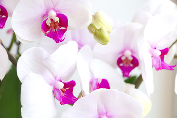 Phalaenopsis orchids. Type Phalaenopsis: red lips