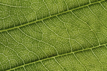 Leaf Surface Macro