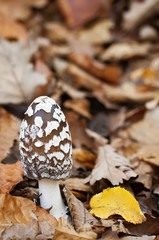 Coprinus picaceus