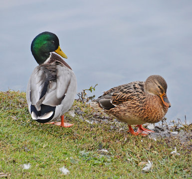 coppia di germani reali