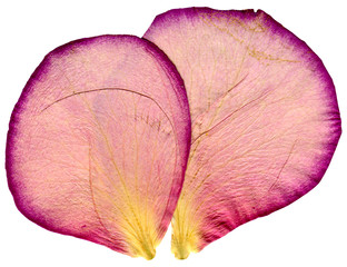 Naklejka premium A macro photograph of two dry pink rose petals with visible veins and a papery texture, isolated on a white background.