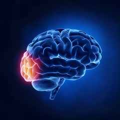 Occipital lobe - Human brain in x-ray view