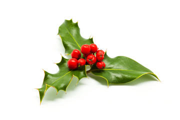 Holly branch and red berries