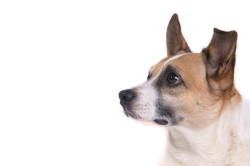 Hund Jack Russel Terrier Weißer Hintergrund