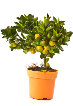 tangerine tree