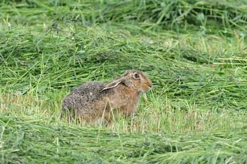 Hare ( Lepus europaeus) on a clover field