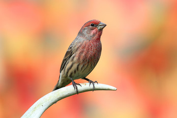 Male House Finch (Carpodacus mexicanus)