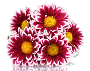 beautiful chrysanthemum isolated on white