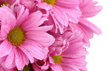 Obraz premium beautiful chrysanthemum isolated on white