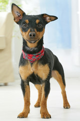 Toy Terrier Anglais ou English black and tan