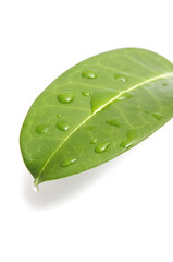 Naklejka na ściany i meble Green leaf with water droplets,Closeup.