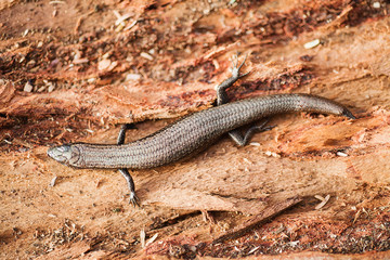 Metallic Skink